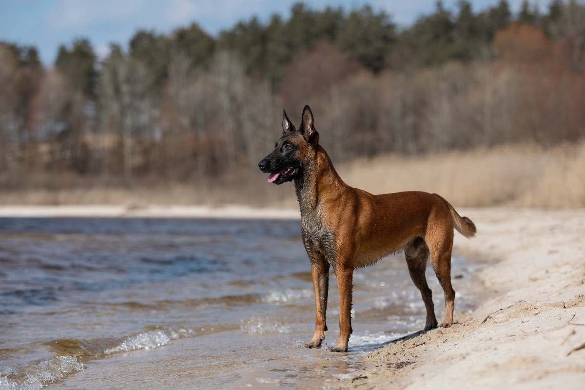 Belgian Malinois showing sharp focus and a strong, confident stance.