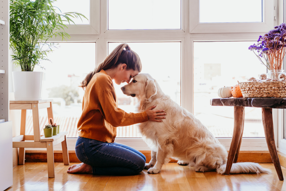 beautiful woman hugging her adorable golden retriever dog at home owner