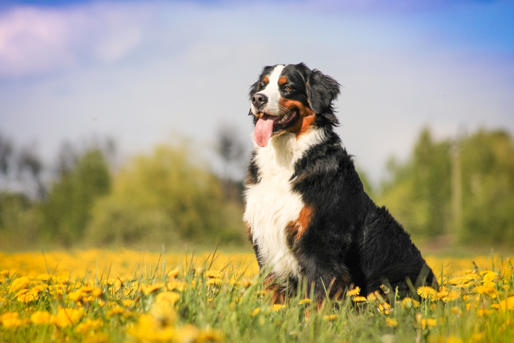 bernese-mountain-dog-in-beautiful-spring-flowerd-field