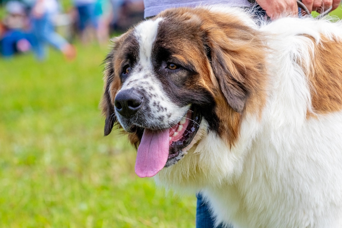 Saint Bernard, affectionate, playful, and surprisingly energetic for size