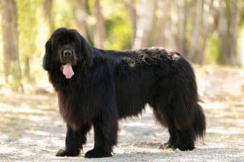 black newfoundland dog park 2 1 350x233 1