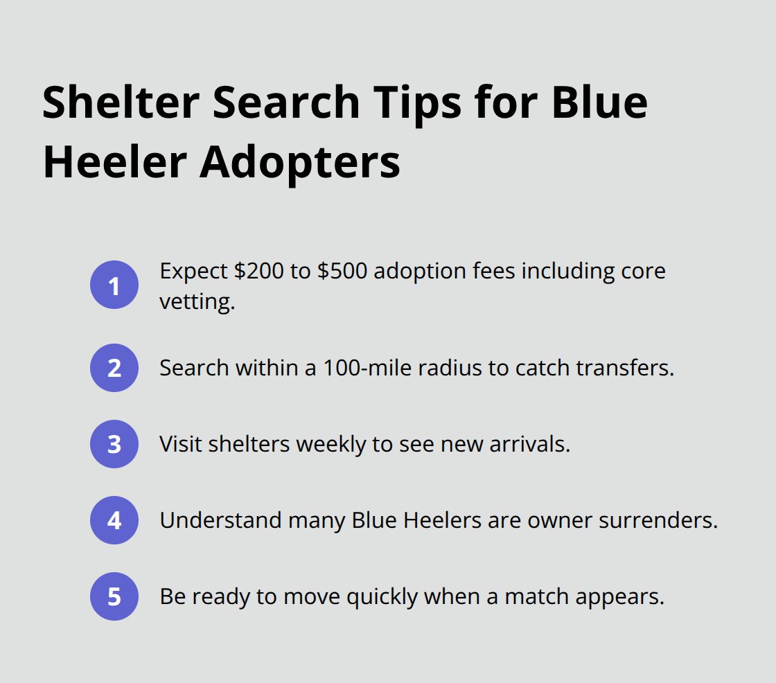 Actionable tips to find Blue Heelers in shelters quickly - blue heeler puppy adoption