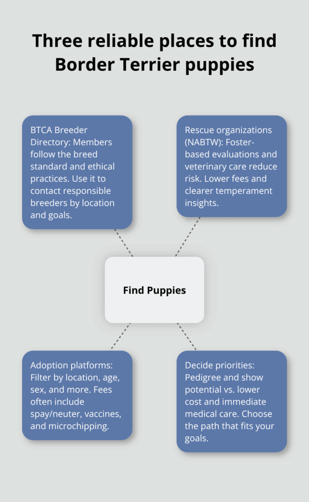 border terrier puppy adoption infographic 1 1766441493