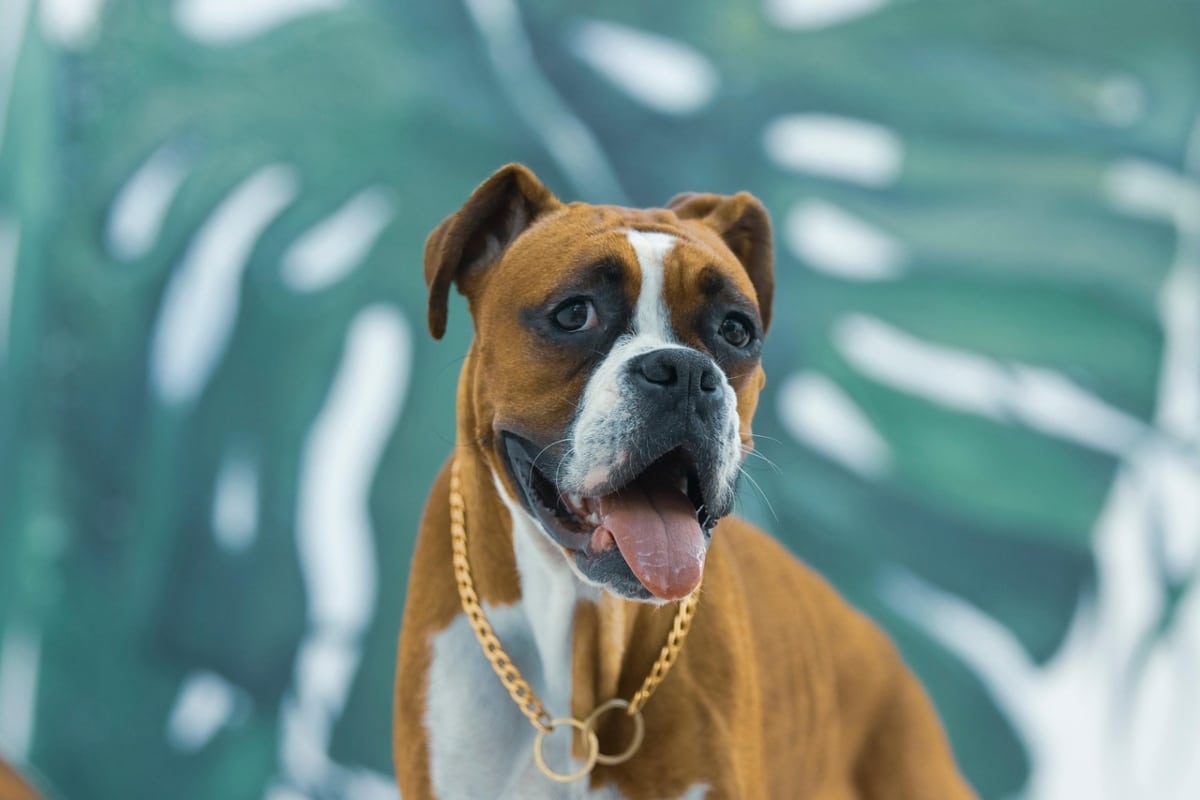 Boxer dog bouncing with goofy, joyful party spirit