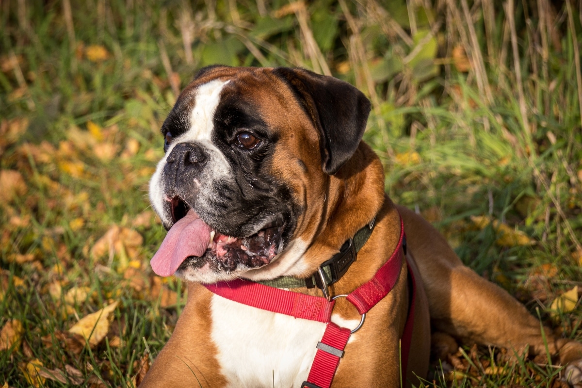 The boxer is displaying playful joy with an expressive face and energetic movement.