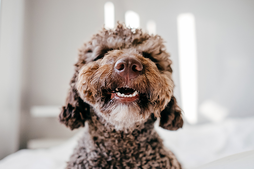 Dental Powders for Dogs: A Simple Way to Clean Teeth and Help Freshen Breath 7 Brown Spanish Water Dog smiling