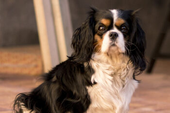 cavalier 2 350x233 1