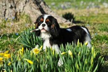 cavalier king charles spaniel grassy field 1 350x233 1