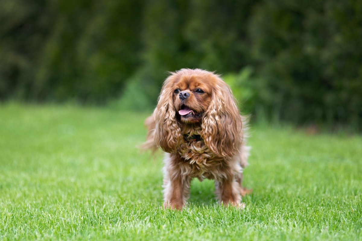 Flea & Tick Prevention for Cavaliers: A Safe & Effective 4 Step Plan 4 cavalier spaniel standing grass 2 1 1