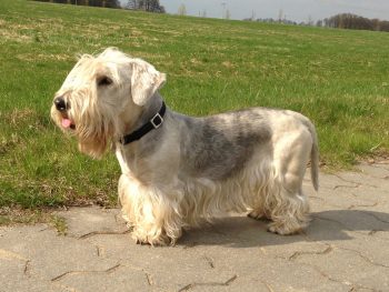 cesky terrier 144741 1280 1 350x263 1