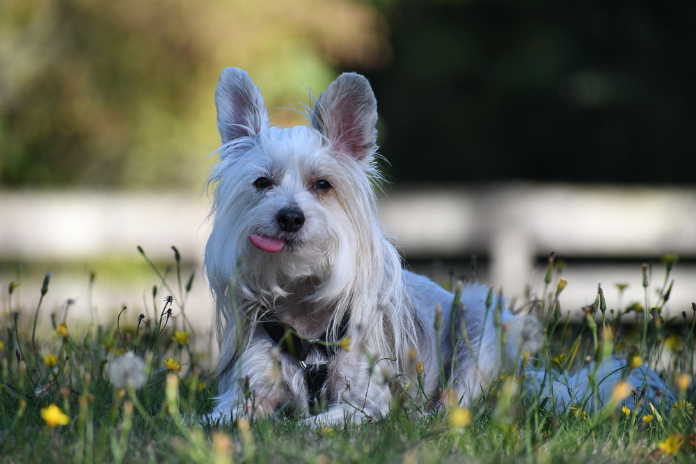 chinese crested 2