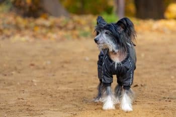 chinese crested dog naked dressed jacket 1 350x233 1