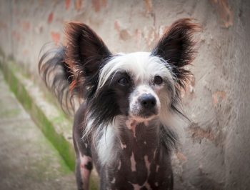 chinese crested puppy 3799578 640 350x266 1
