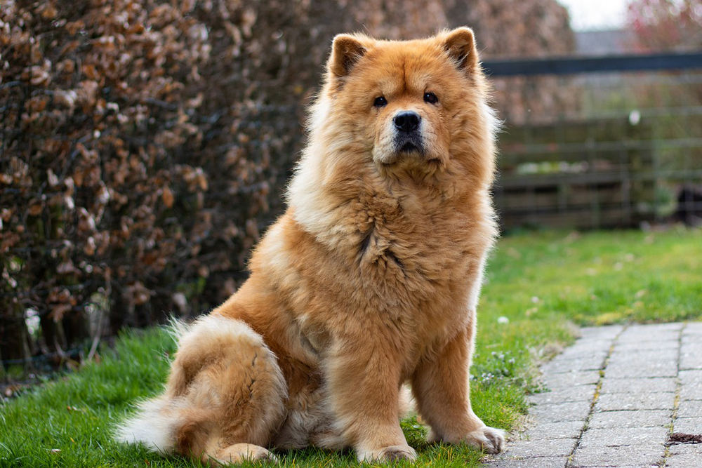 chow chow 2