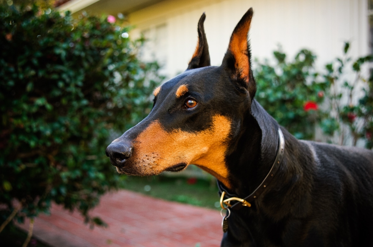 Doberman Pinscher standing alert with proud expression and graceful confidence.