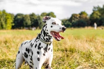 Ultimate Dalmatian Puppy Shopping List: Checklist of 23 Must-Have Items 52 close up dog standing grass 350x233 1