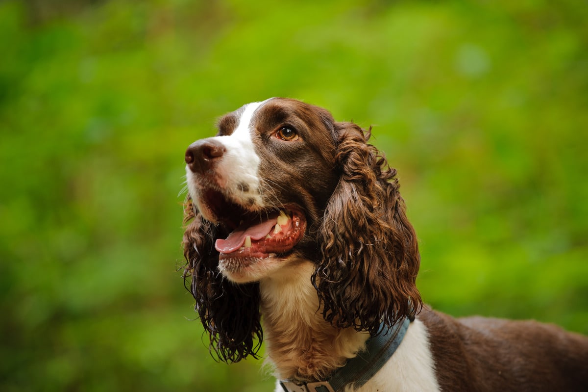 English Springer Spaniel cheerful, lively, and always ready to play