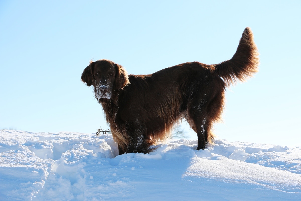 Newfoundland is showing peaceful confidence while enjoying a snowy, cold environment.