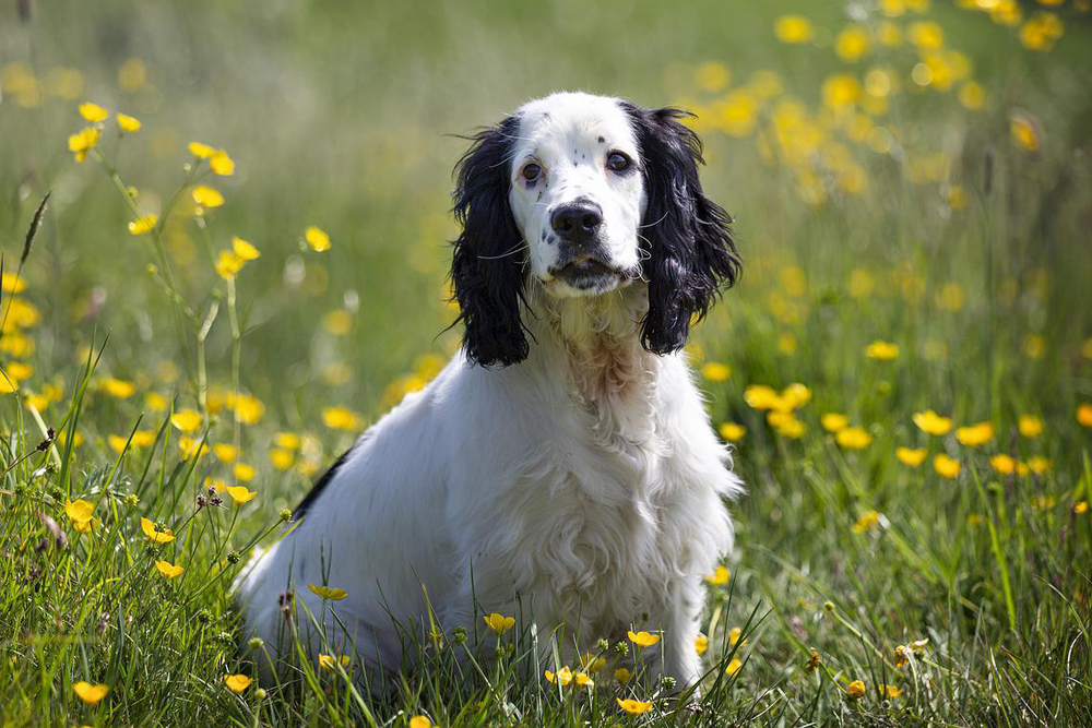 cocker spaniel 1