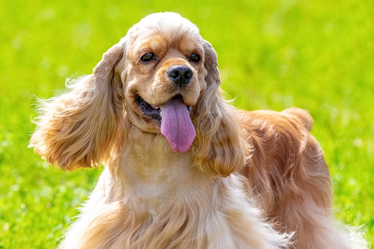 Cocker Spaniel expressing joy with a wagging tail and soft, happy expression.