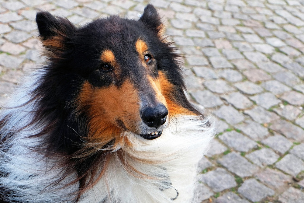 collie 1