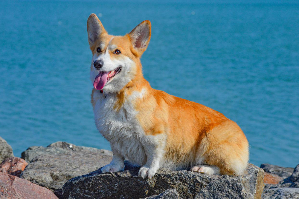 corgi 1