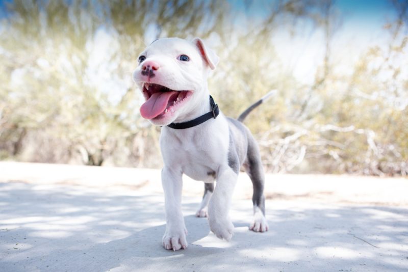 cute Pitbull Terrier puppy Victoria Rak Shutterstock 800x534 1