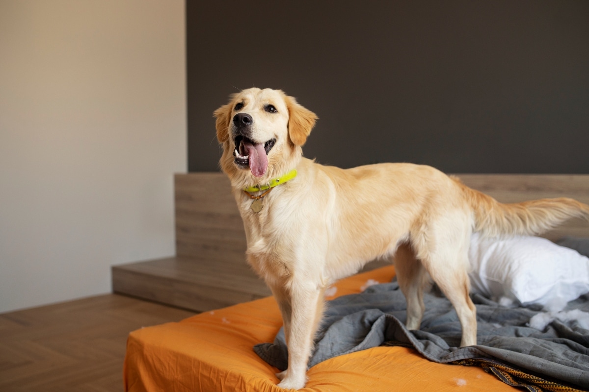 Labrador Retriever bursting with joyful energy and endless enthusiasm