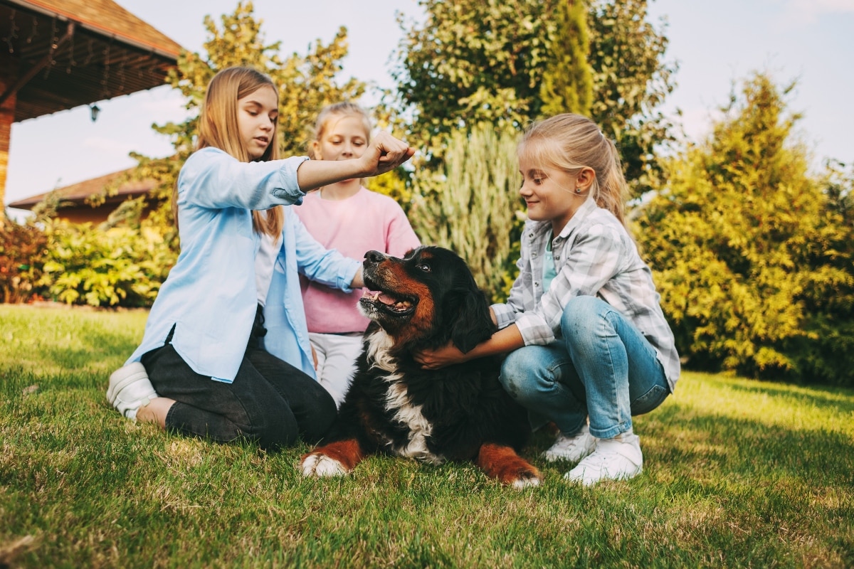 A joyful, large dog radiating playful puppy energy and uncontainable enthusiasm