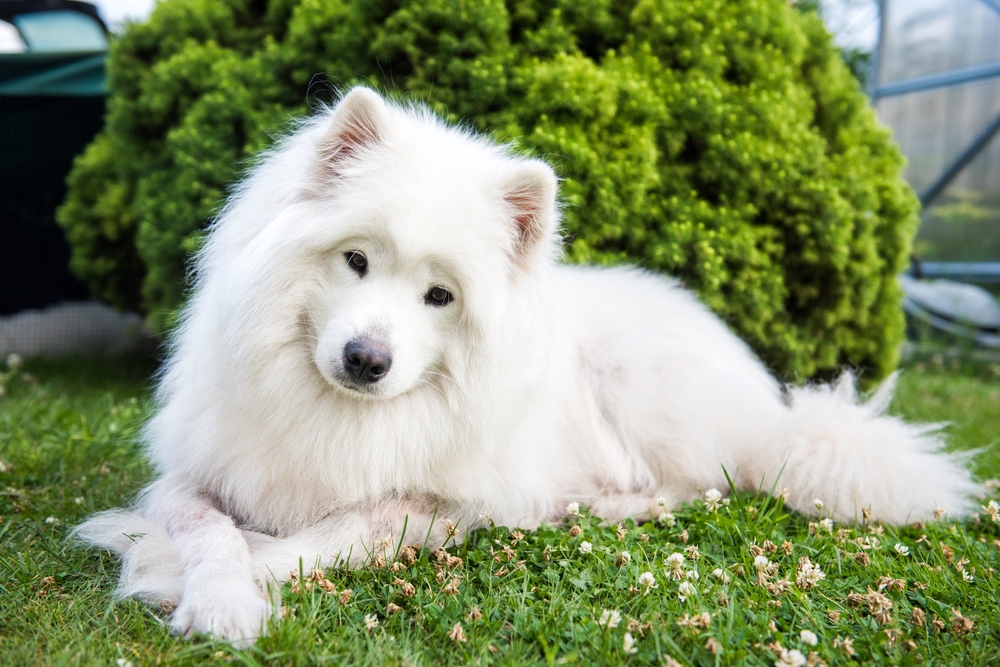 cute samoyed lying outdoors