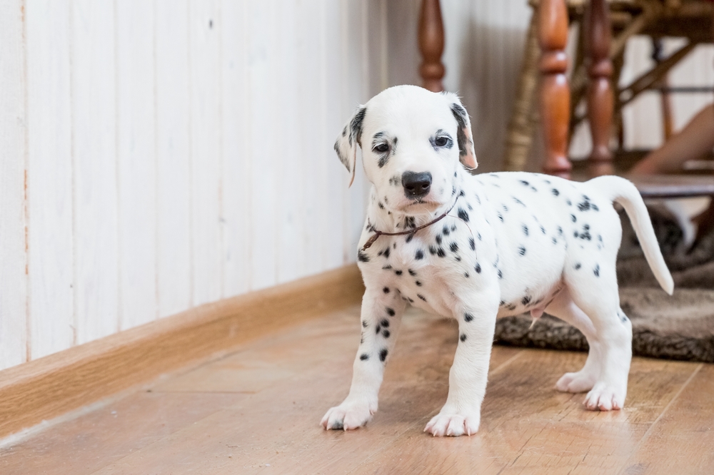 dalmatian puppy standing on a wooden floor