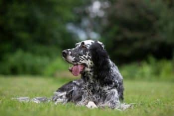 dog english setter 1 350x234 1