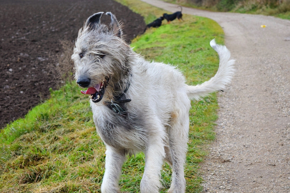 Irish Wolfhound, tall, gentle, and retaining playful puppy instincts