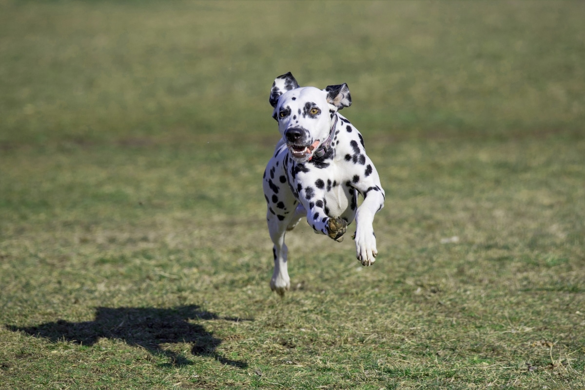 A focused dog sprinting joyfully, capturing the thrill of running and love for speed.