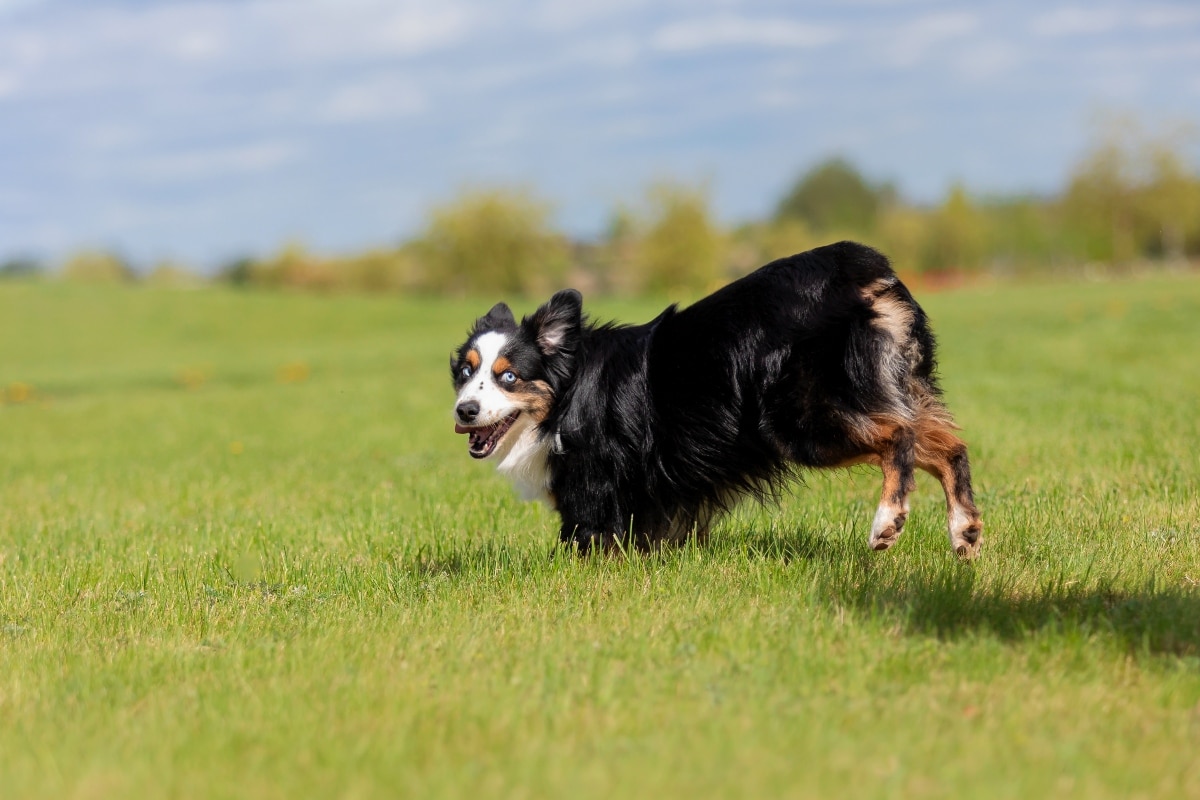 Australian Shepherd showing joyful energy with alert posture and bright eyes.