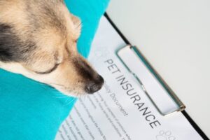 dog sleeping on the insurance policy Yta23 Shutterstock 800x534 1