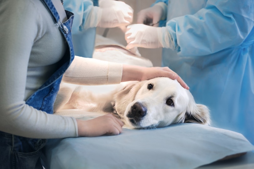 $1 Billion in Pet Insurance Claims – Can You Afford Not to Be Insured? 4 Dog surgery