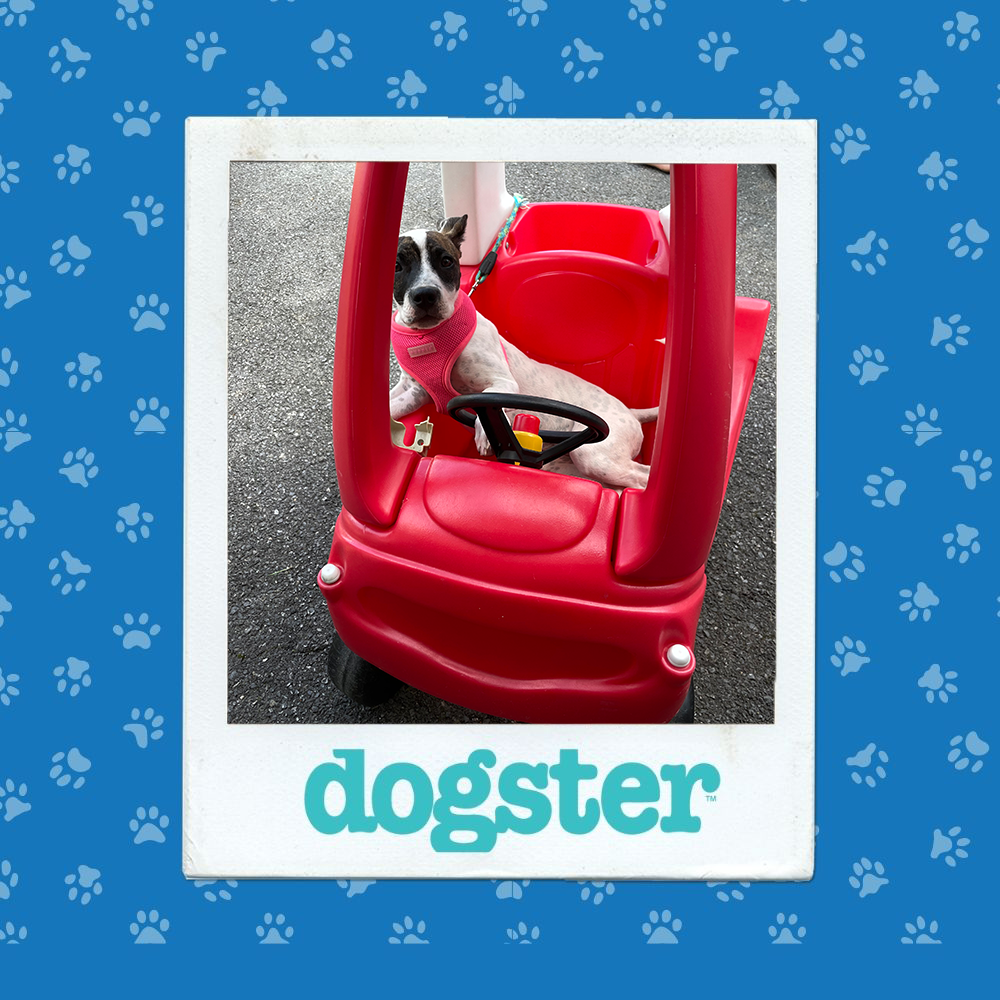 Dogster Photo Contest: Dogs of the Week Winners (December 18, 2025) 16 dogster photo contest action 17 12 25