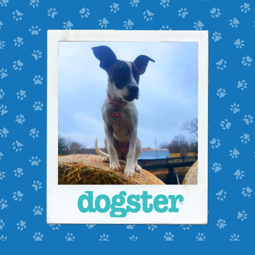 dogster photo contest action 4 12 25