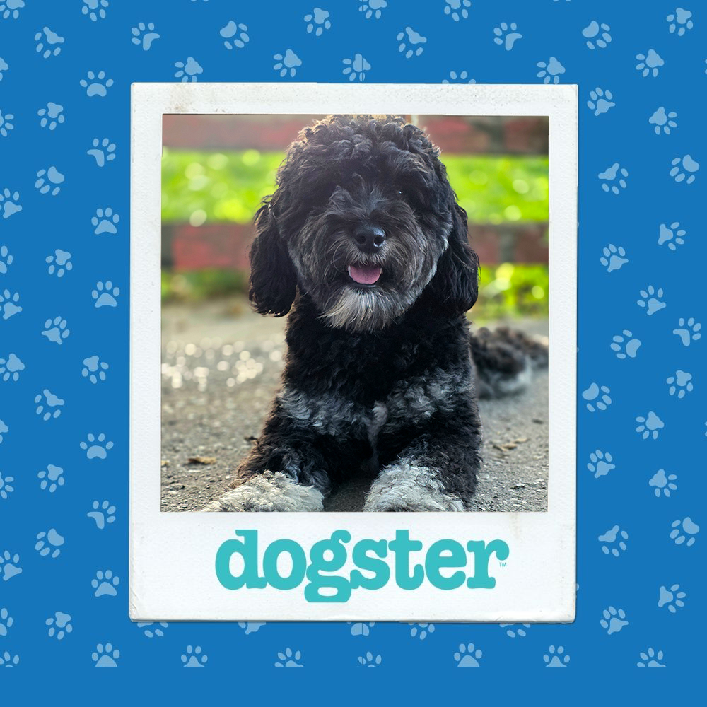 dogster photo contest cutest 11 12 25