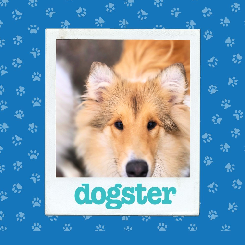 Dogster Photo Contest: Dogs of the Week Winners (December 18, 2025) 12 dogster photo contest cutest 17 12 25