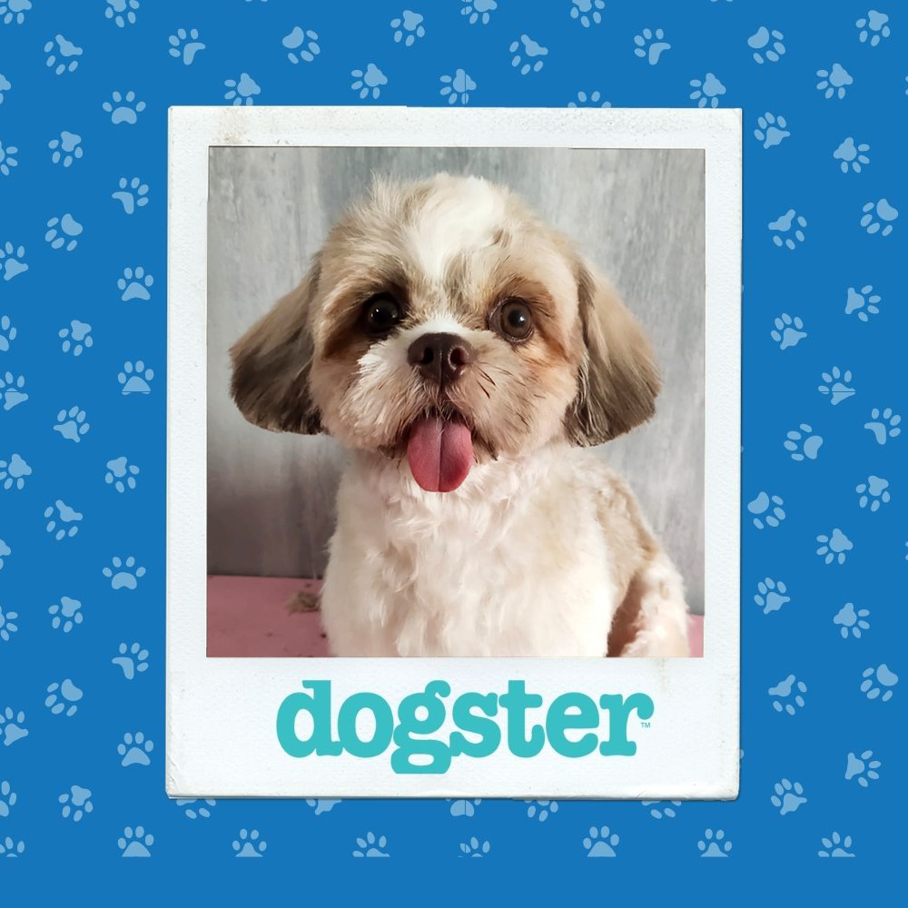dogster photo contest cutest 4 12 25