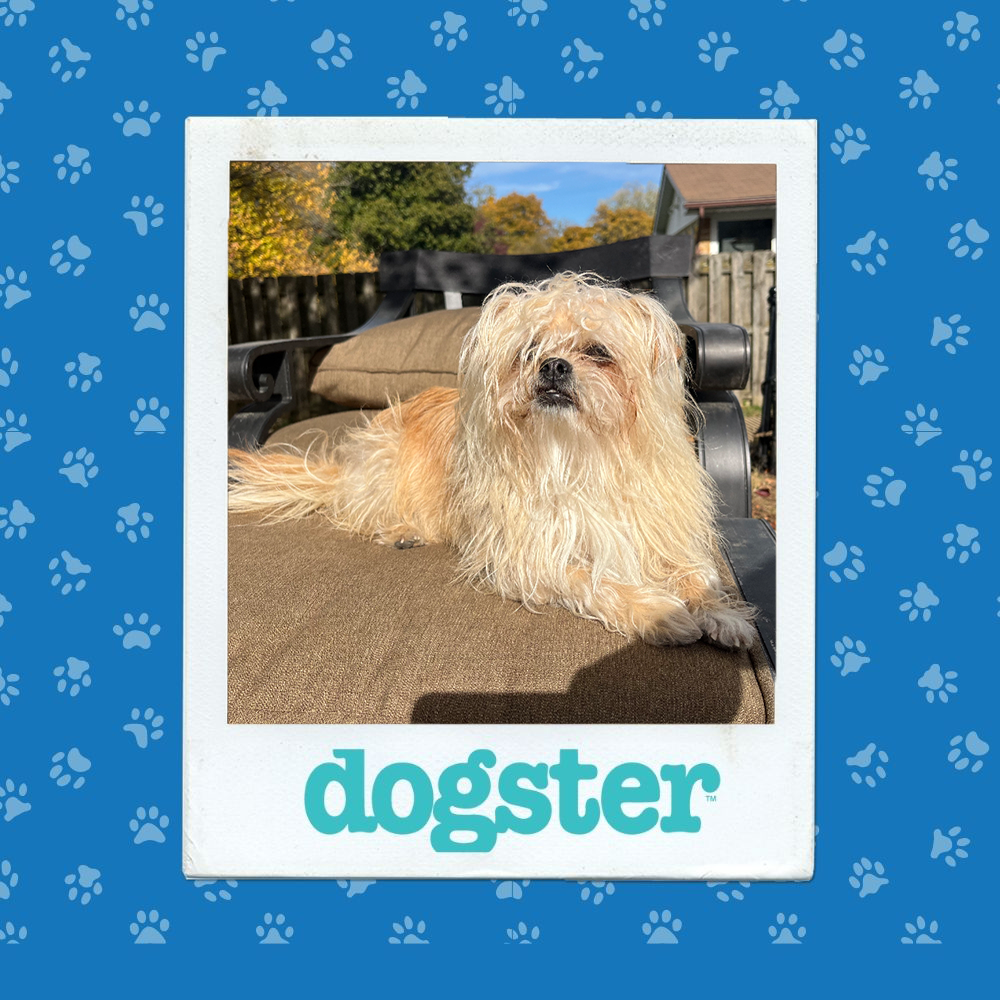 dogster photo contest dignified 11 12 25