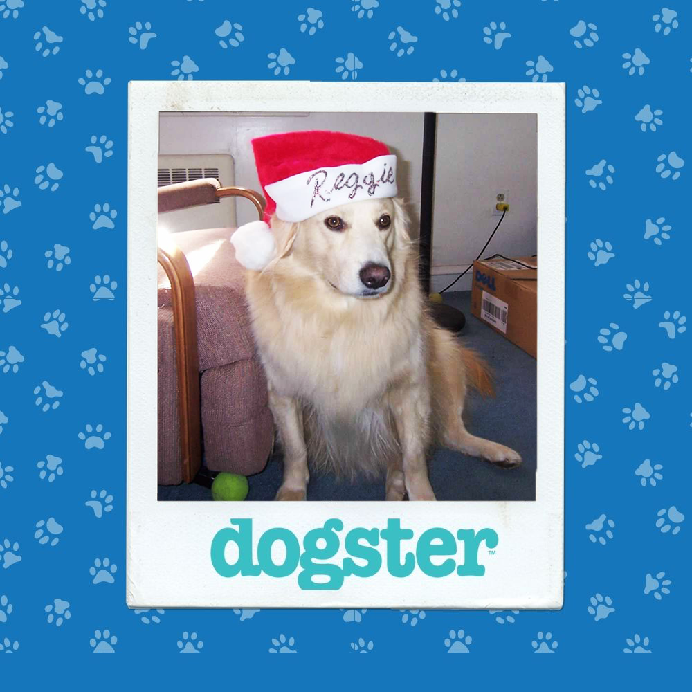 Dogster Photo Contest: Dogs of the Week Winners (December 18, 2025) 10 dogster photo contest dignified 17 12 25