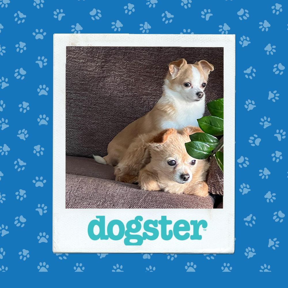 dogster photo contest dignified 4 12 25