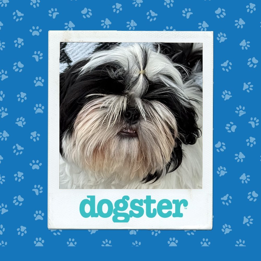 dogster photo contest expressive 11 12 25