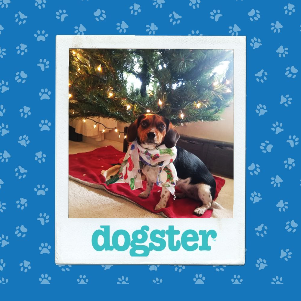 Dogster Photo Contest: Dogs of the Week Winners (December 18, 2025) 6 dogster photo contest expressive 17 12 25