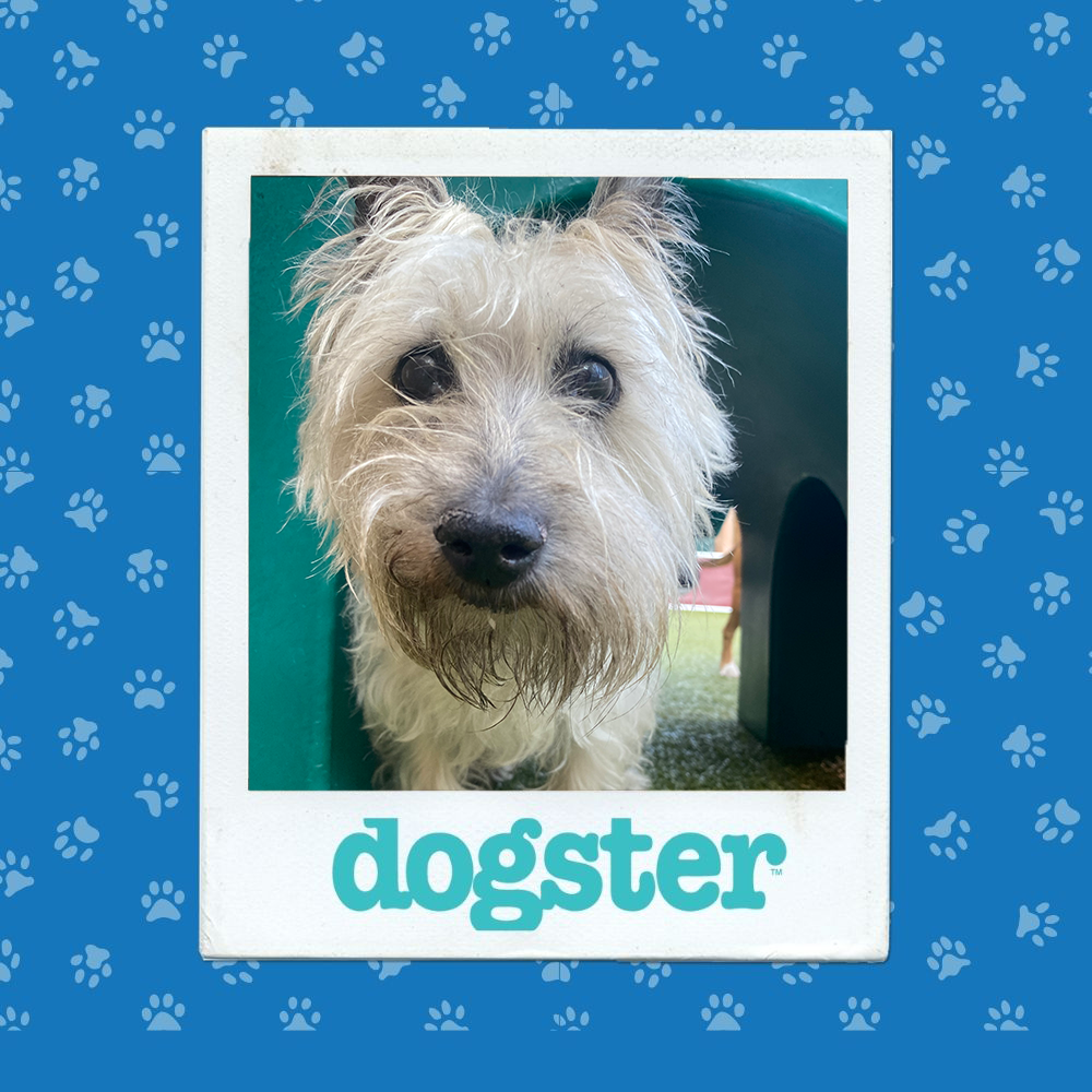 dogster photo contest expressive 4 12 25