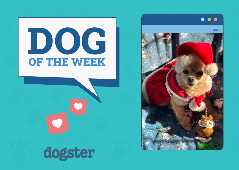 Dogster Photo Contest: Dogs of the Week Winners (December 18, 2025) 42 dogster photo contest featured 17 12 25 800x572 1