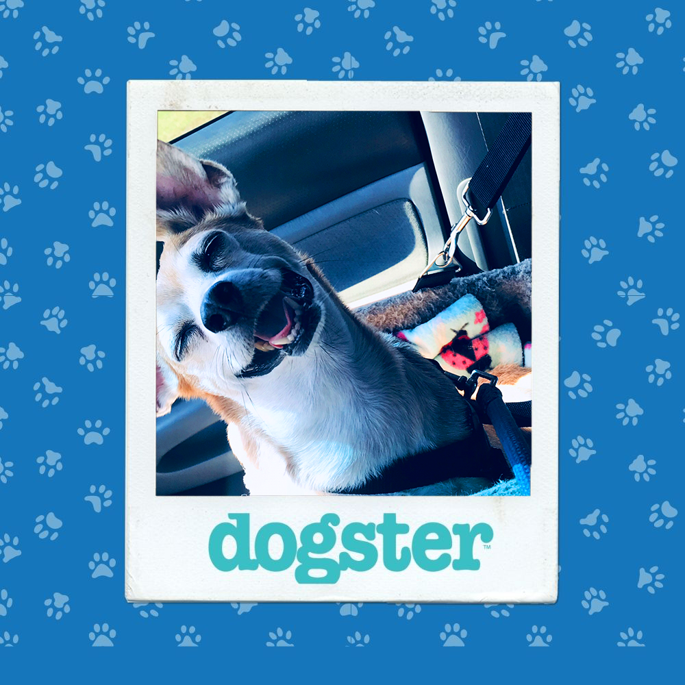 Dogster Photo Contest: Dogs of the Week Winners (December 18, 2025) 8 dogster photo contest silliest 17 12 25